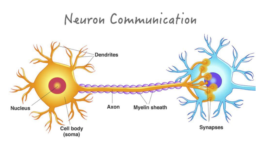 Figure 2. Axon Terminal